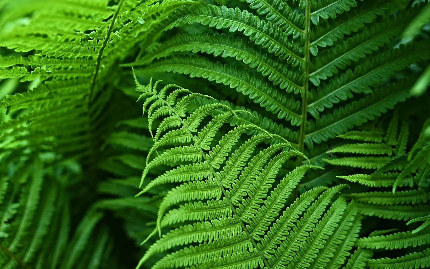 UV Resistant Artificial Boston Fern - 18pc Waterproof Outdoor