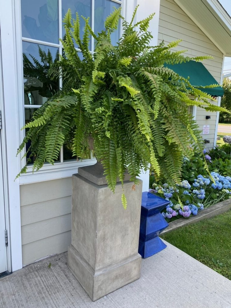UV Resistant Artificial Boston Fern - 18pc Waterproof Outdoor