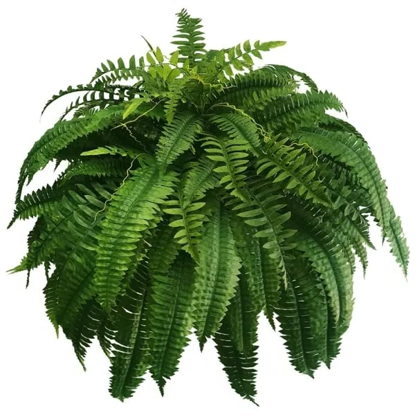 UV Resistant Artificial Boston Fern - 18pc Waterproof Outdoor
