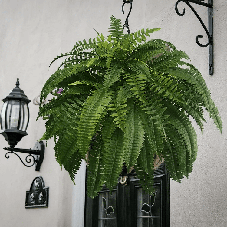 UV Resistant Artificial Boston Fern - 18pc Waterproof Outdoor